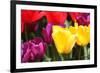 Amsterdam Tulips.-oscarcwilliams-Framed Photographic Print