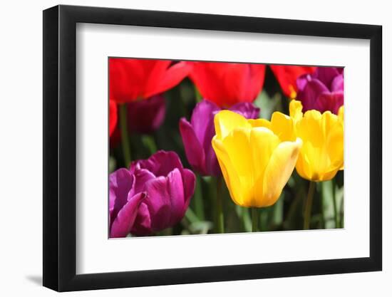 Amsterdam Tulips.-oscarcwilliams-Framed Photographic Print