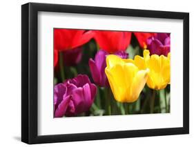 Amsterdam Tulips.-oscarcwilliams-Framed Photographic Print