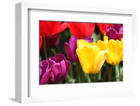 Amsterdam Tulips.-oscarcwilliams-Framed Photographic Print