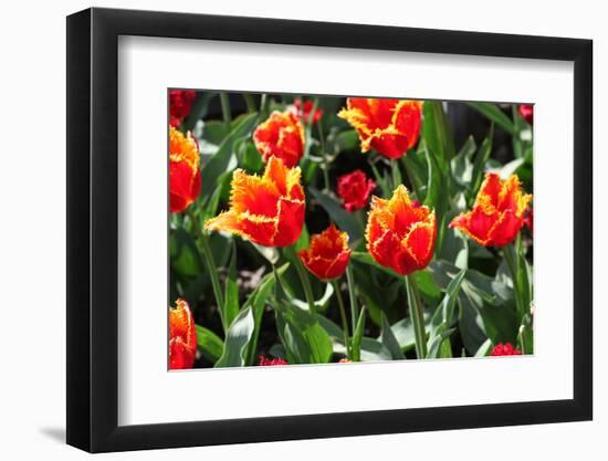 Amsterdam Tulips.-oscarcwilliams-Framed Photographic Print