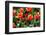 Amsterdam Tulips.-oscarcwilliams-Framed Photographic Print