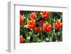 Amsterdam Tulips.-oscarcwilliams-Framed Photographic Print