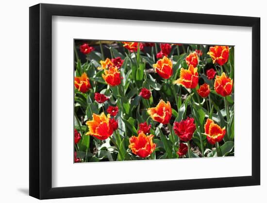 Amsterdam Tulips.-oscarcwilliams-Framed Photographic Print