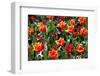 Amsterdam Tulips.-oscarcwilliams-Framed Photographic Print