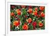 Amsterdam Tulips.-oscarcwilliams-Framed Photographic Print