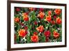 Amsterdam Tulips.-oscarcwilliams-Framed Photographic Print