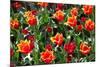 Amsterdam Tulips.-oscarcwilliams-Mounted Photographic Print