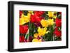 Amsterdam Tulips.-oscarcwilliams-Framed Photographic Print