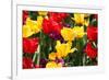 Amsterdam Tulips.-oscarcwilliams-Framed Photographic Print