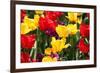 Amsterdam Tulips.-oscarcwilliams-Framed Photographic Print