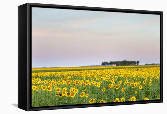 Amtrak Train Passes by Field of Sunflowers in Michigan, North Dakota, USA-Chuck Haney-Framed Stretched Canvas