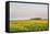 Amtrak Train Passes by Field of Sunflowers in Michigan, North Dakota, USA-Chuck Haney-Framed Stretched Canvas