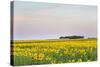 Amtrak Train Passes by Field of Sunflowers in Michigan, North Dakota, USA-Chuck Haney-Stretched Canvas