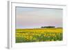 Amtrak Train Passes by Field of Sunflowers in Michigan, North Dakota, USA-Chuck Haney-Framed Photographic Print