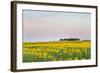Amtrak Train Passes by Field of Sunflowers in Michigan, North Dakota, USA-Chuck Haney-Framed Photographic Print
