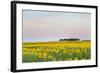 Amtrak Train Passes by Field of Sunflowers in Michigan, North Dakota, USA-Chuck Haney-Framed Photographic Print