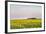 Amtrak Train Passes by Field of Sunflowers in Michigan, North Dakota, USA-Chuck Haney-Framed Photographic Print