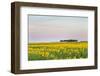 Amtrak Train Passes by Field of Sunflowers in Michigan, North Dakota, USA-Chuck Haney-Framed Photographic Print