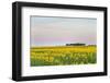 Amtrak Train Passes by Field of Sunflowers in Michigan, North Dakota, USA-Chuck Haney-Framed Photographic Print