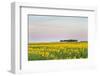 Amtrak Train Passes by Field of Sunflowers in Michigan, North Dakota, USA-Chuck Haney-Framed Photographic Print