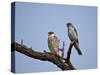Amur Falcon (Eastern Red-Footed Falcon) (Eastern Red-Footed Kestrel) (Falco Amurensis) Pair-James Hager-Stretched Canvas