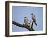 Amur Falcon (Eastern Red-Footed Falcon) (Eastern Red-Footed Kestrel) (Falco Amurensis) Pair-James Hager-Framed Photographic Print