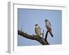 Amur Falcon (Eastern Red-Footed Falcon) (Eastern Red-Footed Kestrel) (Falco Amurensis) Pair-James Hager-Framed Photographic Print