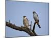 Amur Falcon (Eastern Red-Footed Falcon) (Eastern Red-Footed Kestrel) (Falco Amurensis) Pair-James Hager-Mounted Photographic Print