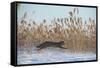 Amur leopard cat leaping past reed bed, Vladivostok, Primorsky Krai, Far East Russia-Valeriy Maleev-Framed Stretched Canvas