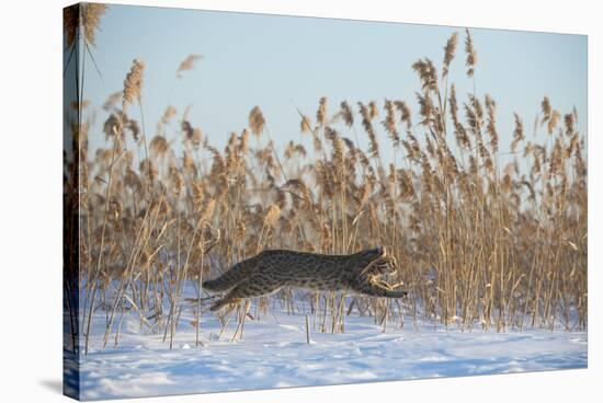 Amur leopard cat leaping past reed bed, Vladivostok, Primorsky Krai, Far East Russia-Valeriy Maleev-Stretched Canvas