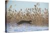 Amur leopard cat leaping past reed bed, Vladivostok, Primorsky Krai, Far East Russia-Valeriy Maleev-Stretched Canvas