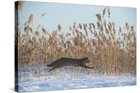 Amur leopard cat leaping past reed bed, Vladivostok, Primorsky Krai, Far East Russia-Valeriy Maleev-Stretched Canvas