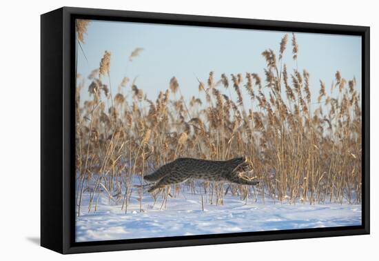 Amur leopard cat leaping past reed bed, Vladivostok, Primorsky Krai, Far East Russia-Valeriy Maleev-Framed Stretched Canvas