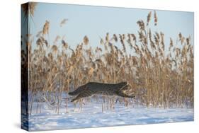 Amur leopard cat leaping past reed bed, Vladivostok, Primorsky Krai, Far East Russia-Valeriy Maleev-Stretched Canvas