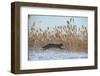 Amur leopard cat leaping past reed bed, Vladivostok, Primorsky Krai, Far East Russia-Valeriy Maleev-Framed Photographic Print