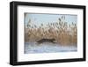 Amur leopard cat leaping past reed bed, Vladivostok, Primorsky Krai, Far East Russia-Valeriy Maleev-Framed Photographic Print