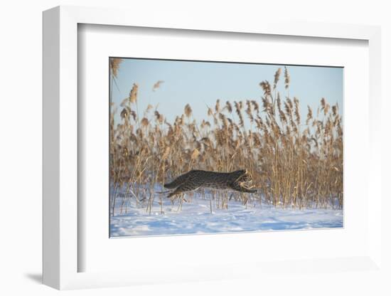 Amur leopard cat leaping past reed bed, Vladivostok, Primorsky Krai, Far East Russia-Valeriy Maleev-Framed Photographic Print