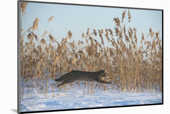 Amur leopard cat leaping past reed bed, Vladivostok, Primorsky Krai, Far East Russia-Valeriy Maleev-Mounted Photographic Print