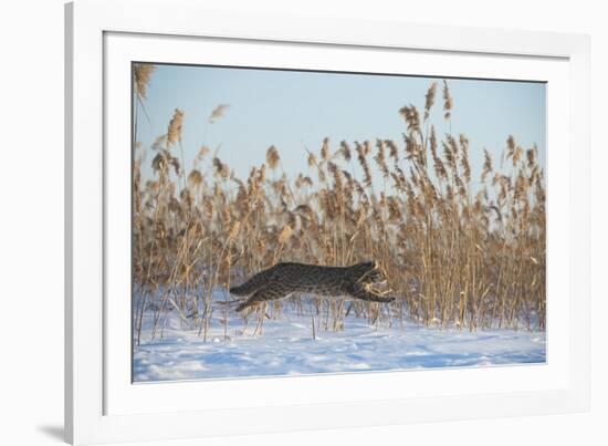 Amur leopard cat leaping past reed bed, Vladivostok, Primorsky Krai, Far East Russia-Valeriy Maleev-Framed Photographic Print