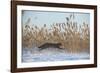 Amur leopard cat leaping past reed bed, Vladivostok, Primorsky Krai, Far East Russia-Valeriy Maleev-Framed Photographic Print