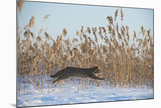 Amur leopard cat leaping past reed bed, Vladivostok, Primorsky Krai, Far East Russia-Valeriy Maleev-Mounted Photographic Print