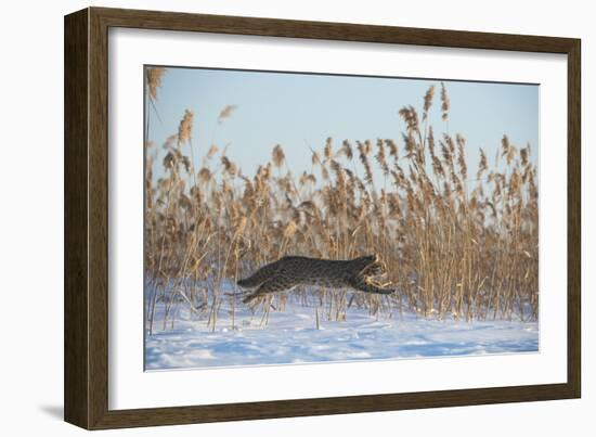 Amur leopard cat leaping past reed bed, Vladivostok, Primorsky Krai, Far East Russia-Valeriy Maleev-Framed Photographic Print