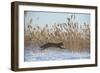 Amur leopard cat leaping past reed bed, Vladivostok, Primorsky Krai, Far East Russia-Valeriy Maleev-Framed Photographic Print