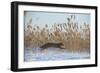 Amur leopard cat leaping past reed bed, Vladivostok, Primorsky Krai, Far East Russia-Valeriy Maleev-Framed Photographic Print