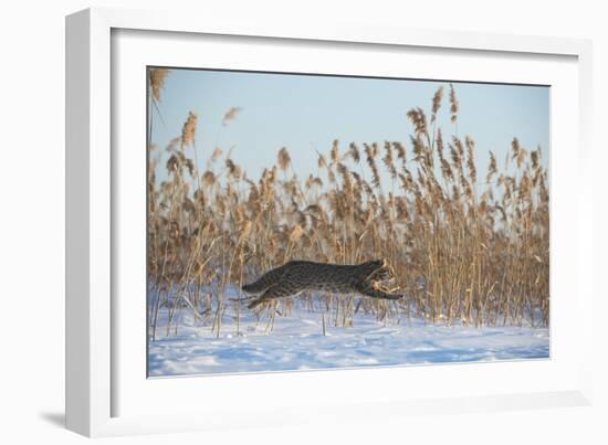 Amur leopard cat leaping past reed bed, Vladivostok, Primorsky Krai, Far East Russia-Valeriy Maleev-Framed Photographic Print