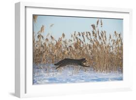 Amur leopard cat leaping past reed bed, Vladivostok, Primorsky Krai, Far East Russia-Valeriy Maleev-Framed Photographic Print