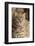 Amur leopard cat, Vladivostok, Primorsky Krai, Far East Russia-Valeriy Maleev-Framed Photographic Print