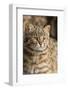 Amur leopard cat, Vladivostok, Primorsky Krai, Far East Russia-Valeriy Maleev-Framed Photographic Print