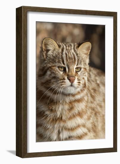 Amur leopard cat, Vladivostok, Primorsky Krai, Far East Russia-Valeriy Maleev-Framed Photographic Print